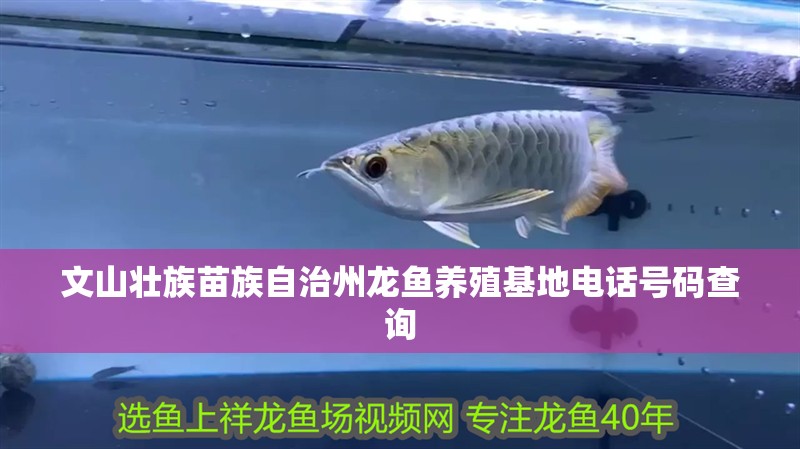 文山壯族苗族自治州龍魚養殖基地電話號碼查詢