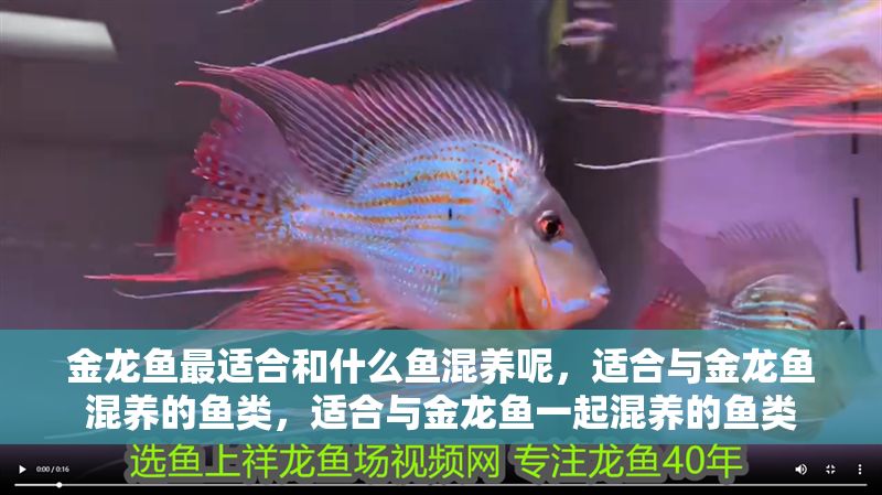 金龍魚最適合和什么魚混養呢，適合與金龍魚混養的魚類，適合與金龍魚一起混養的魚類