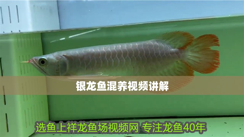 銀龍魚混養視頻講解