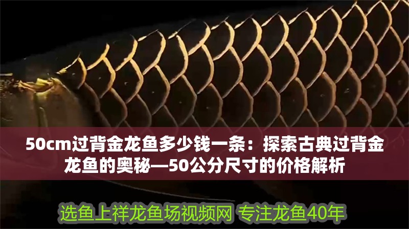 龍魚干蝦有營養嗎 50cm過背金龍魚多少錢一條:探索古典過背金龍魚的奧秘—50公分尺寸的價格解析 水族問答 50cm過背金龍魚多少錢一條:探索古典過背金龍魚的奧秘—50公分尺寸的價格解析 50cm過背金龍魚多少錢一條:探索古典過背金龍魚的奧秘—50公分尺寸的價格解析 水族問答