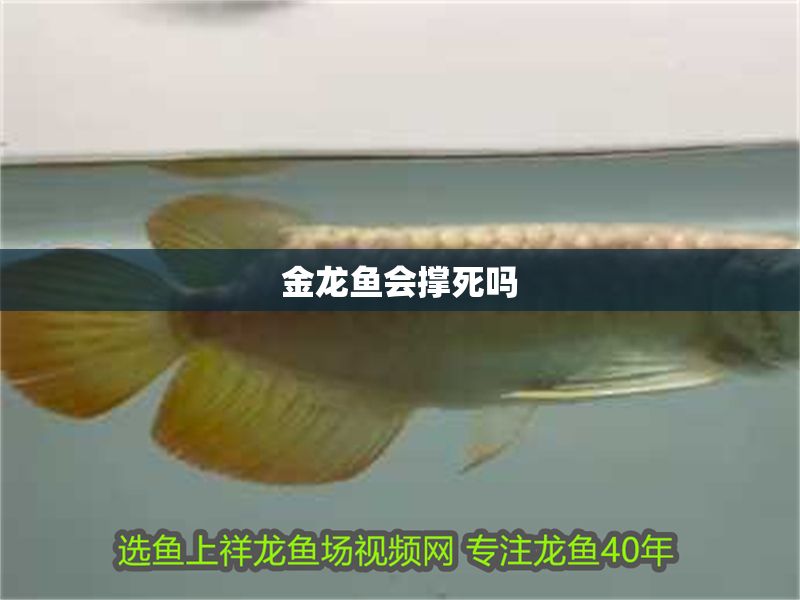 金龍魚會撐死嗎 龍魚百科 第2張 金龍魚會撐死嗎 金龍魚會撐死嗎 龍魚百科 第2張