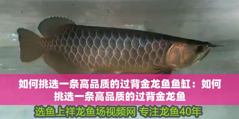 如何挑選一條高品質的過背金龍魚魚缸：如何挑選一條高品質的過背金龍魚