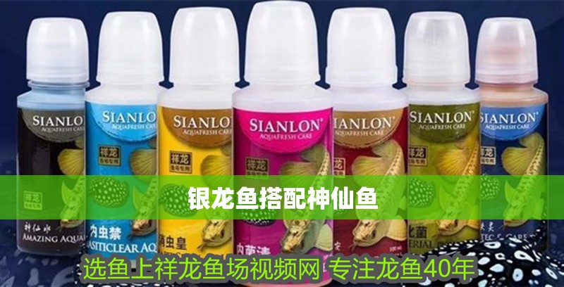 銀龍魚搭配神仙魚