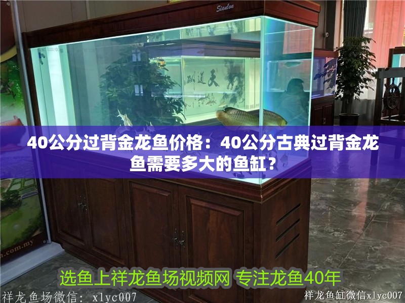 40公分過背金龍魚價格：40公分古典過背金龍魚需要多大的魚缸？