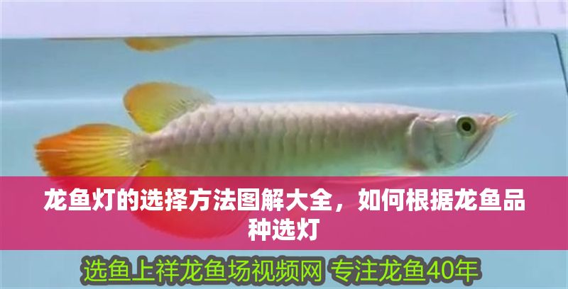 龍魚燈的選擇方法圖解大全，如何根據龍魚品種選燈 龍魚燈的選擇方法圖解大全，如何根據龍魚品種選燈 龍魚百科 第2張