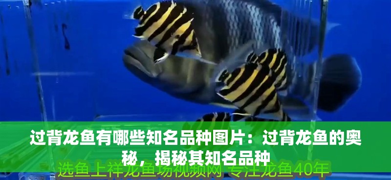 龍魚缸內有白色的小蟲子怎么回事：如何處理龍魚缸內出現的白色小蟲子