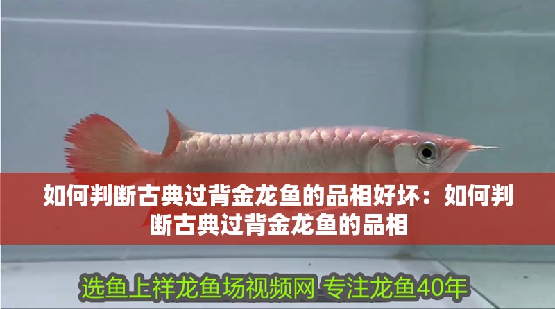 如何判斷古典過背金龍魚的品相好壞：如何判斷古典過背金龍魚的品相