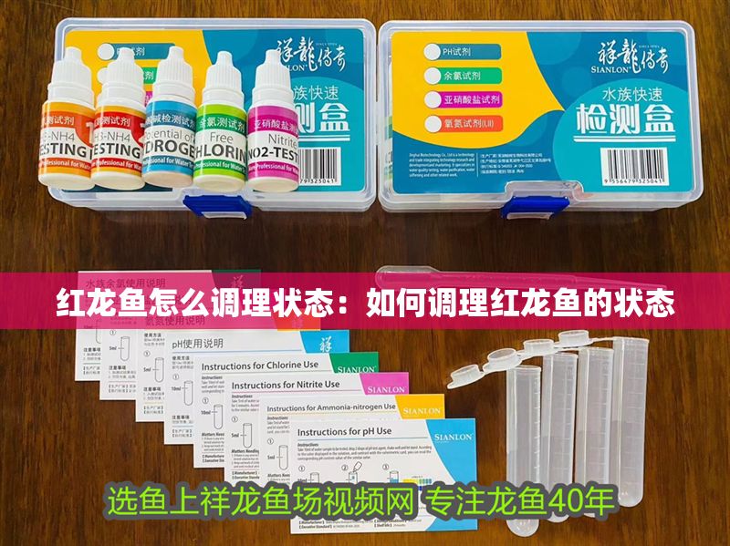 紅龍魚怎么調理狀態：如何調理紅龍魚的狀態