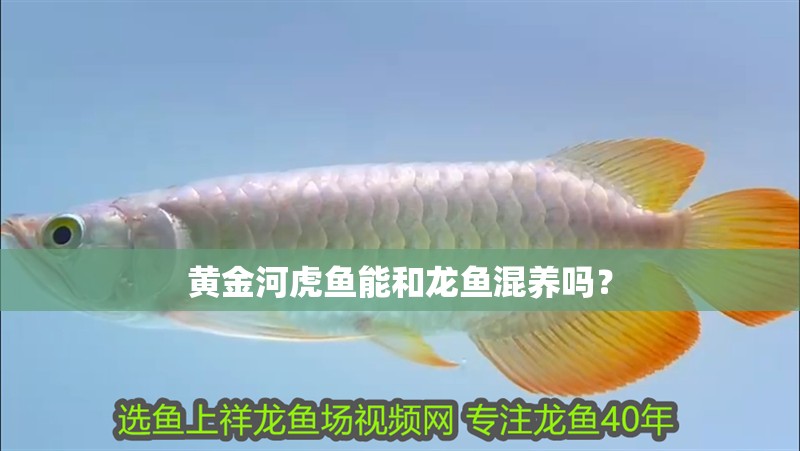 黃金河虎魚能和龍魚混養嗎？