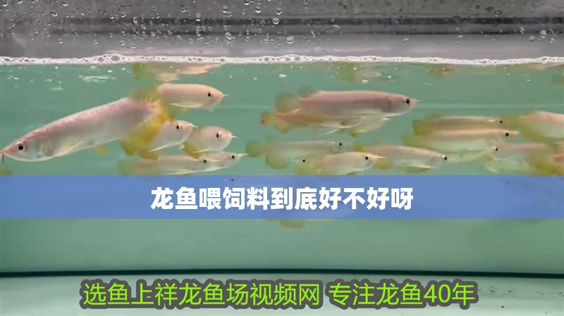 龍魚喂飼料到底好不好呀