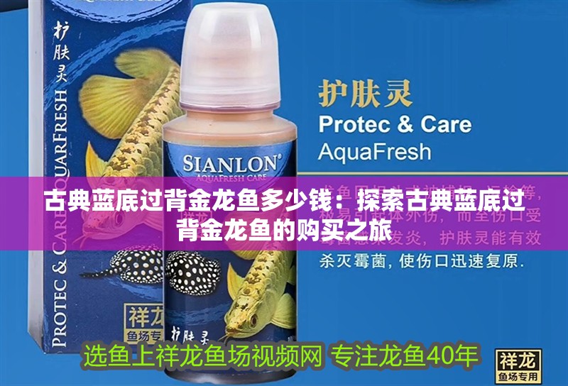 古典藍底過背金龍魚多少錢：探索古典藍底過背金龍魚的購買之旅