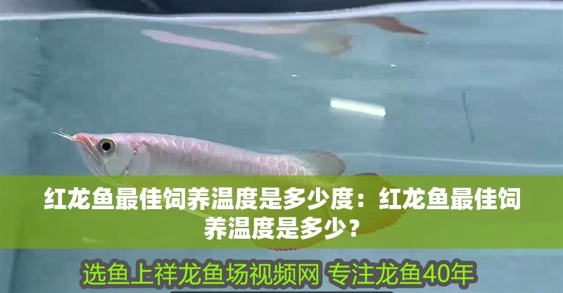 紅龍魚最佳飼養溫度是多少度：紅龍魚最佳飼養溫度是多少？