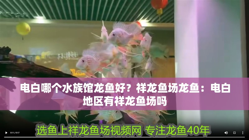電白哪個水族館龍魚好？祥龍魚場龍魚：電白地區有祥龍魚場嗎