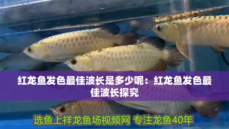 紅龍魚發色最佳波長是多少呢：紅龍魚發色最佳波長探究