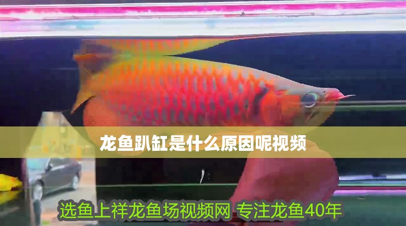 龍魚趴缸是什么原因呢視頻