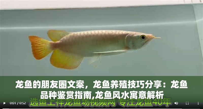 龍魚的朋友圈文案，龍魚養殖技巧分享：龍魚品種鑒賞指南,龍魚風水寓意解析