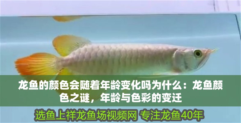 龍魚的顏色會隨著年齡變化嗎為什么：龍魚顏色之謎，年齡與色彩的變遷