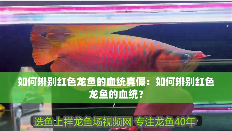 如何辨別紅色龍魚的血統真假：如何辨別紅色龍魚的血統？