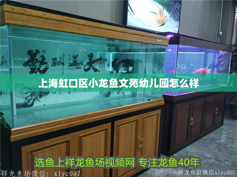 上海虹口區(qū)小龍魚文苑幼兒園怎么樣