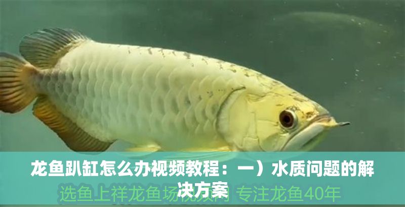 龍魚趴缸怎么辦視頻教程：一）水質(zhì)問題的解決方案