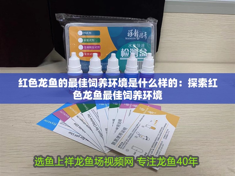 紅色龍魚的最佳飼養(yǎng)環(huán)境是什么樣的：探索紅色龍魚最佳飼養(yǎng)環(huán)境