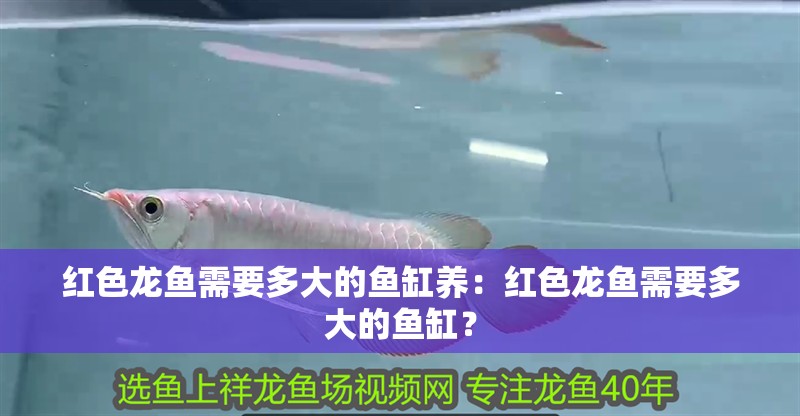 紅色龍魚需要多大的魚缸養：紅色龍魚需要多大的魚缸？
