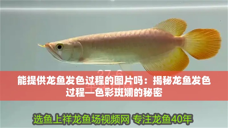 能提供龍魚發(fā)色過程的圖片嗎：揭秘龍魚發(fā)色過程—色彩斑斕的秘密
