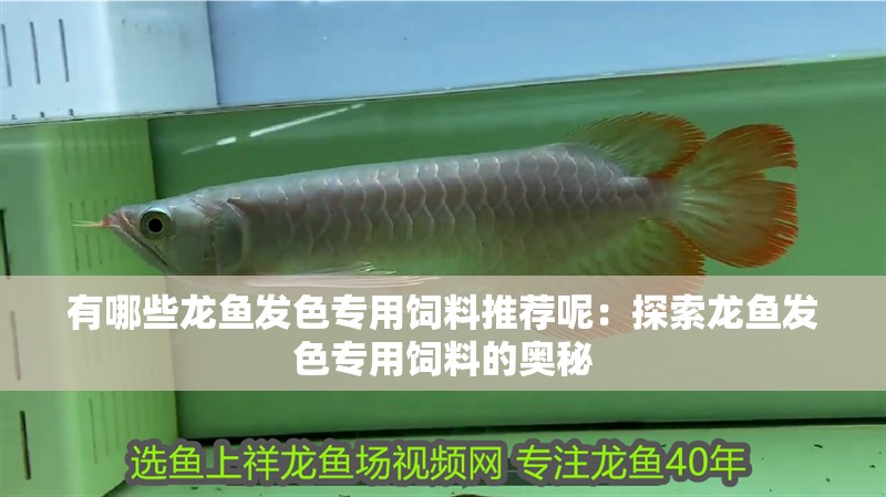 有哪些龍魚發色專用飼料推薦呢：探索龍魚發色專用飼料的奧秘
