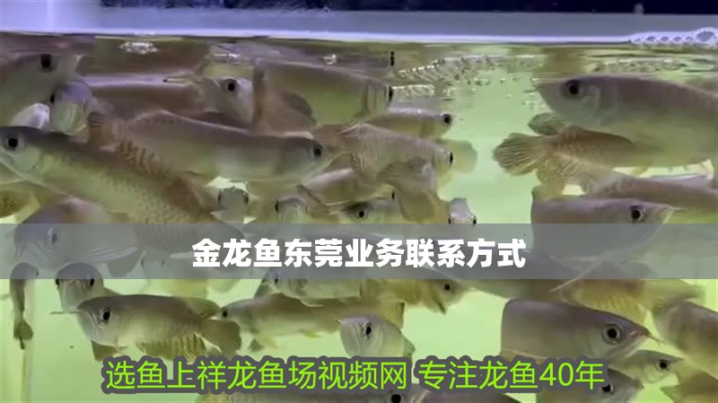 金龍魚東莞業(yè)務(wù)聯(lián)系方式