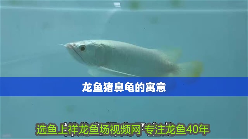 龍魚豬鼻龜的寓意
