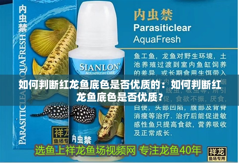 如何判斷紅龍魚底色是否優質的：如何判斷紅龍魚底色是否優質？ 如何判斷紅龍魚底色是否優質的：如何判斷紅龍魚底色是否優質？ 水族問答
