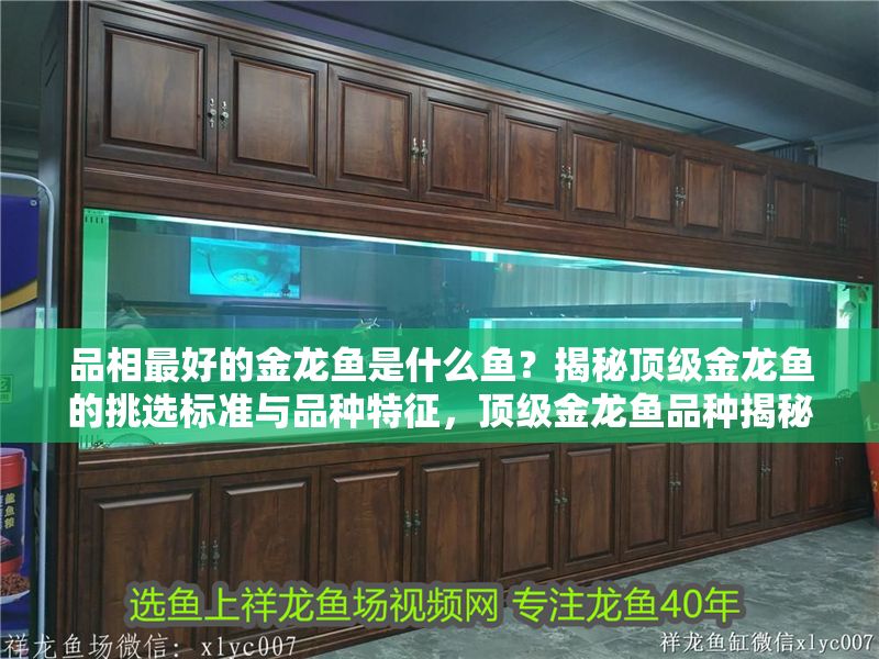 品相最好的金龍魚是什么魚？揭秘頂級金龍魚的挑選標準與品種特征，頂級金龍魚品種揭秘，如何挑選品相最佳的金龍魚