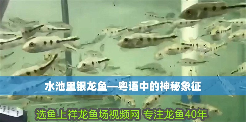 水池里銀龍魚—粵語中的神秘象征