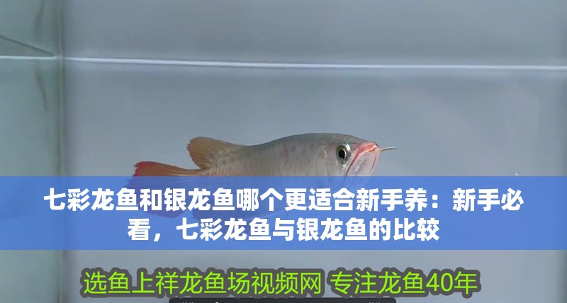 七彩龍魚和銀龍魚哪個更適合新手養：新手必看，七彩龍魚與銀龍魚的比較