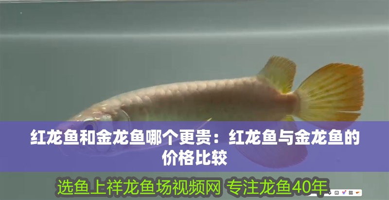 紅龍魚和金龍魚哪個更貴：紅龍魚與金龍魚的價格比較