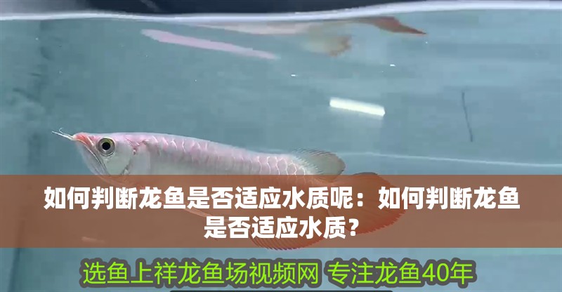 如何判斷龍魚是否適應水質呢：如何判斷龍魚是否適應水質？