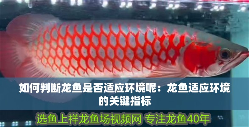 如何判斷龍魚是否適應環(huán)境呢：龍魚適應環(huán)境的關鍵指標