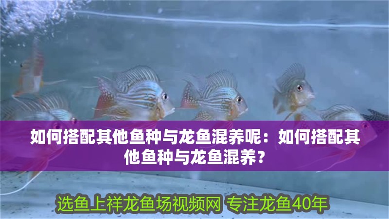 如何搭配其他魚種與龍魚混養呢：如何搭配其他魚種與龍魚混養？