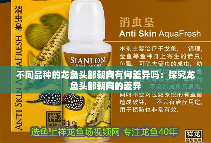 不同品種的龍魚頭部朝向有何差異嗎：探究龍魚頭部朝向的差異