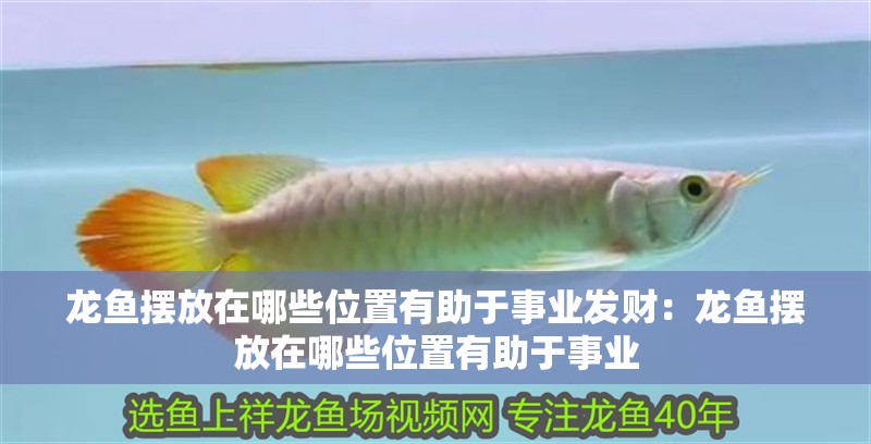龍魚擺放在哪些位置有助于事業發財：龍魚擺放在哪些位置有助于事業