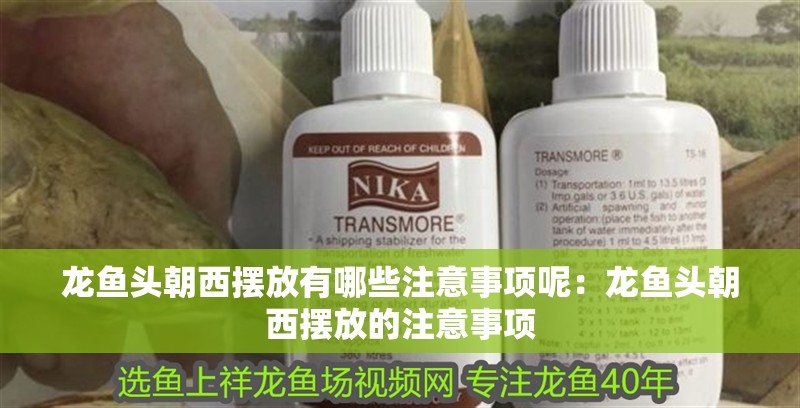 龍魚頭朝西擺放有哪些注意事項呢：龍魚頭朝西擺放的注意事項