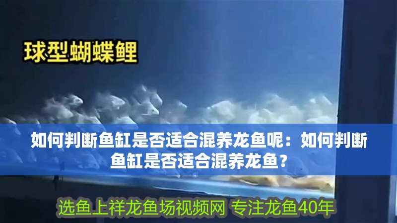如何判斷魚缸是否適合混養龍魚呢：如何判斷魚缸是否適合混養龍魚？