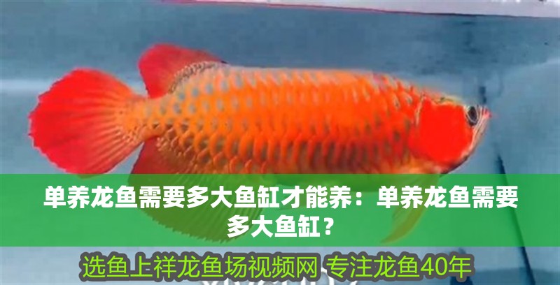 單養龍魚需要多大魚缸才能養：單養龍魚需要多大魚缸？