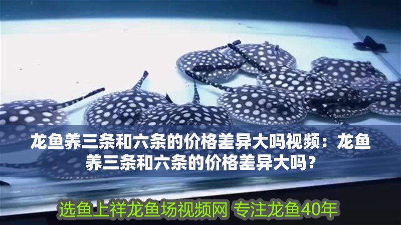 龍魚養(yǎng)三條和六條的價格差異大嗎視頻：龍魚養(yǎng)三條和六條的價格差異大嗎？