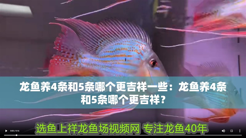 龍魚養4條和5條哪個更吉祥一些：龍魚養4條和5條哪個更吉祥？