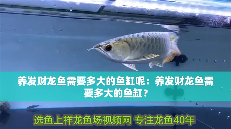 養發財龍魚需要多大的魚缸呢：養發財龍魚需要多大的魚缸？