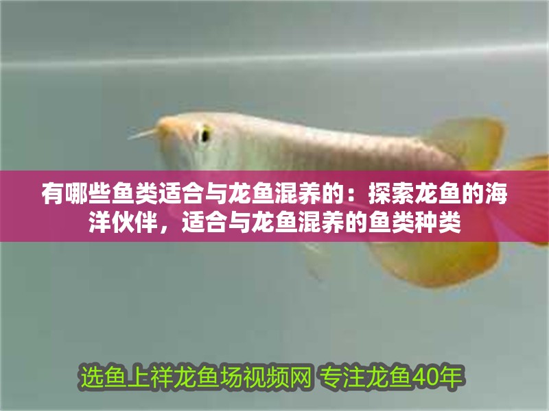 有哪些魚類適合與龍魚混養的：探索龍魚的海洋伙伴，適合與龍魚混養的魚類種類