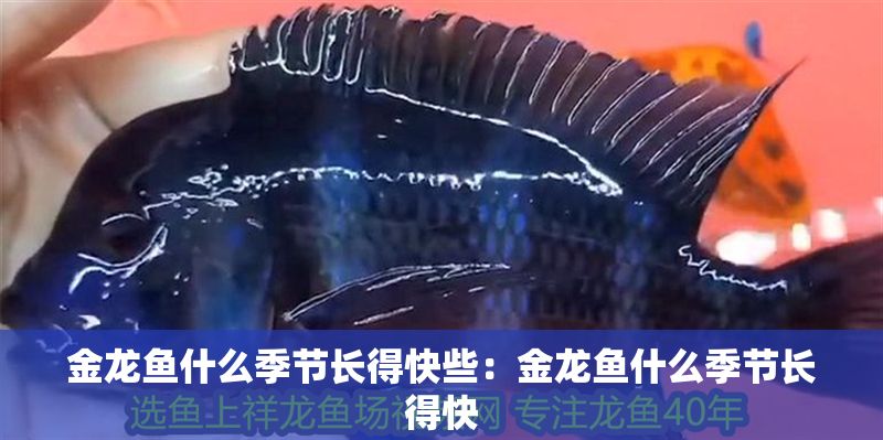 金龍魚什么季節(jié)長得快些：金龍魚什么季節(jié)長得快