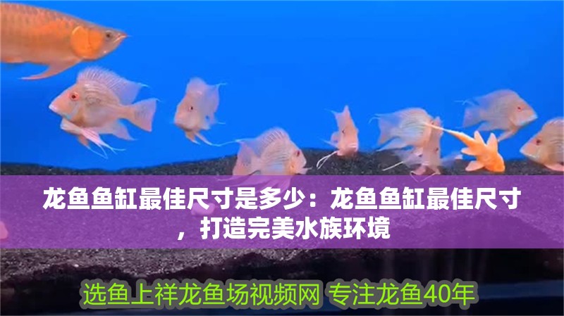 龍魚(yú)魚(yú)缸最佳尺寸是多少：龍魚(yú)魚(yú)缸最佳尺寸，打造完美水族環(huán)境