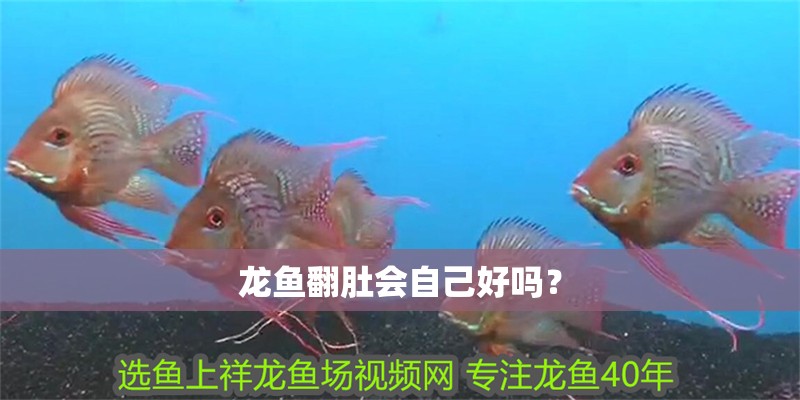 龍魚翻肚會自己好嗎？